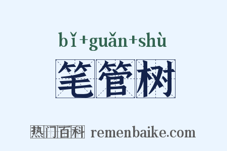 笔管树是什么意思的图片